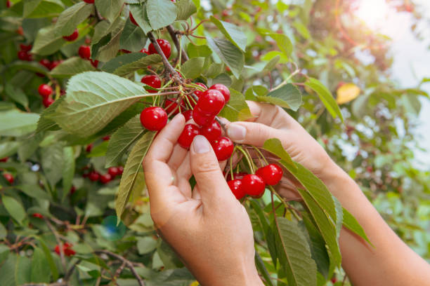 istock Fresh cherry harvest. Hands gathering hew sweet cherry harvest. 1325904500