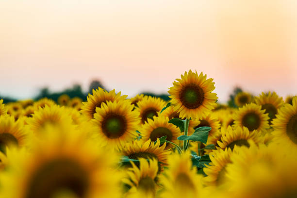 istock Beautiful sunflowers against evening sky after sunset 1325904569