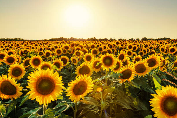 istock Beautiful summer sunset in sunflowers field 1325904595