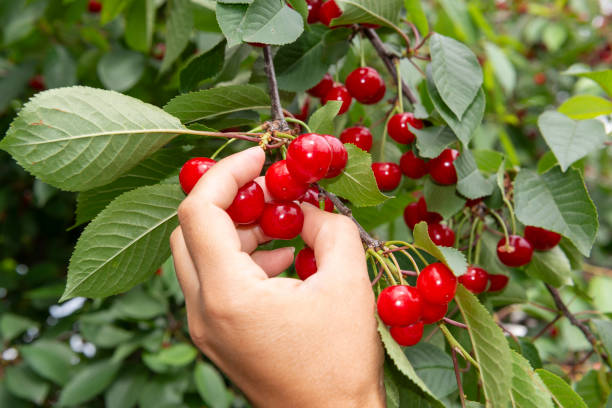 istock Hand picking red juicy cherry from the tree. Cherry harvest 1325904726