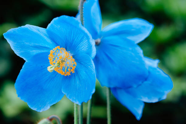 Beautiful spring pattern background with blue flower . Close up of peony flower .