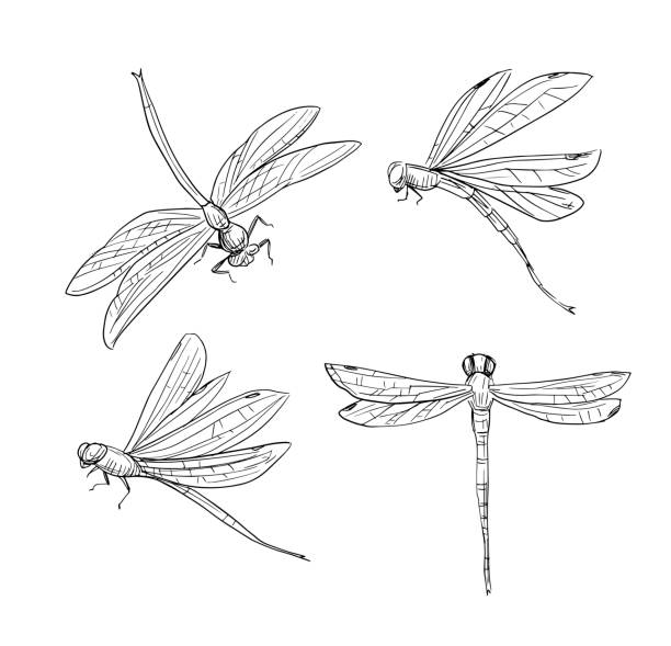 손으로 그린 잠자리. 스케치 벡터 그림을 설정합니다. 흰색 배경에 검은색 윤곽선이 뒤죽죽 - dragonfly stock illustrations