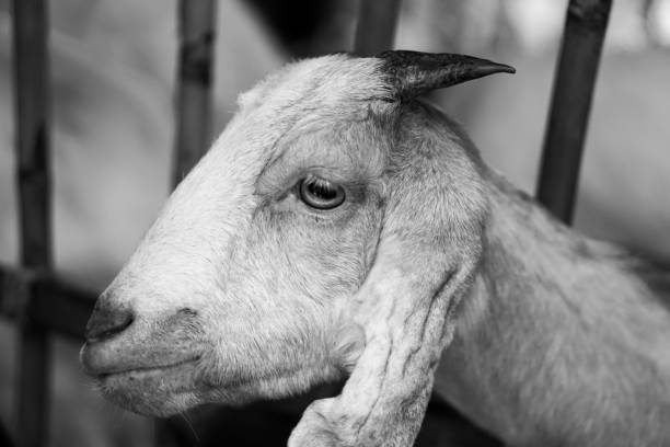 istock goat face close-up shot [black and white / grayscale] 1325908260