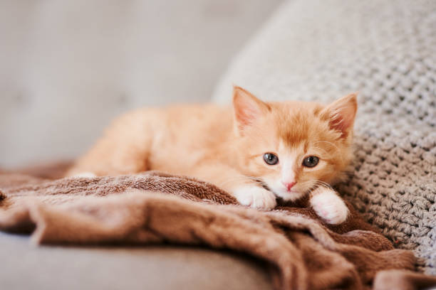 istock Portrait of an adorable ginger kitten relaxing on a grey sofa 1325909740