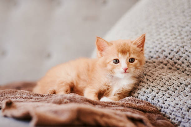 istock Shot of an adorable ginger kitten relaxing on a grey sofa 1325909751
