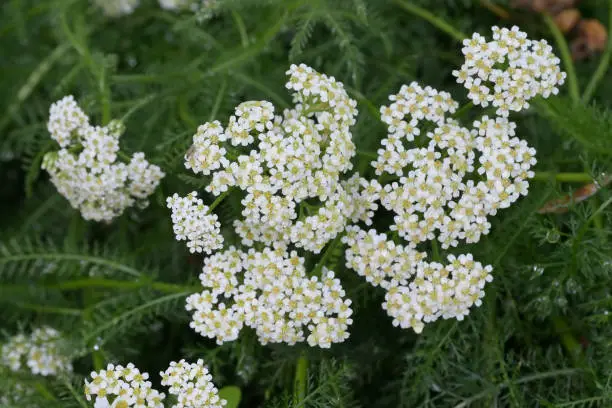 yarrow or common yarrow (Achillea millefolium)