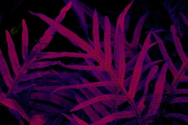 istock Tropical leaf forest glow in the black light background. High contrast. 1325910642