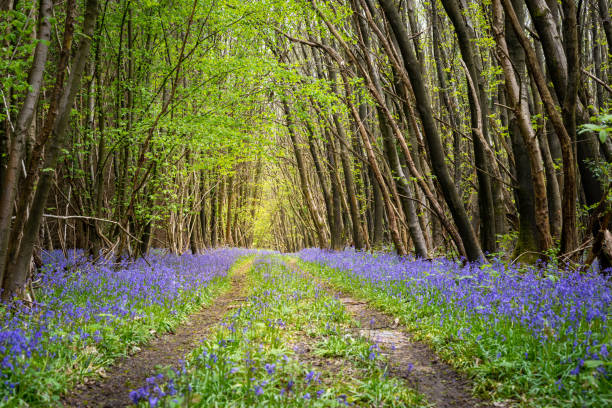 Bluebells line a trail through a dense woodland Bluebell flowers in full bloom line a path through the woods in Kent, England. campanula nobody green the natural world stock pictures, royalty-free photos & images