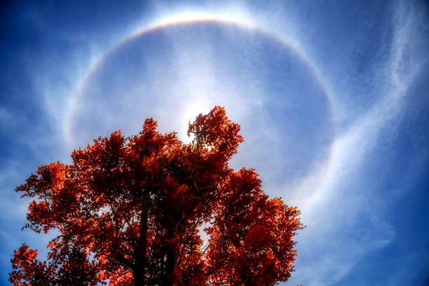 Halo around red leaf tree at noon with blue sky
