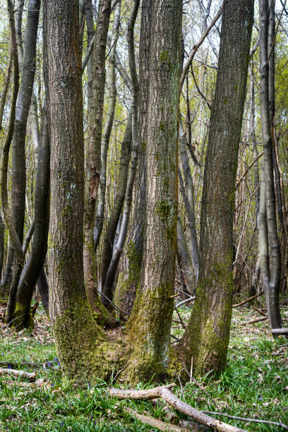 árboles altos en un bosque en kent, inglaterra, reino unido. - soto fotografías e imágenes de stock