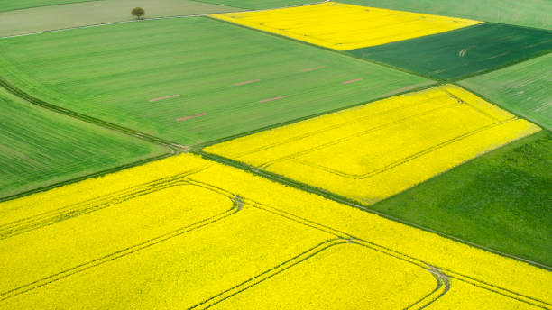 istock Canola and wheat fields, agricultural area - aerial view 1325912805