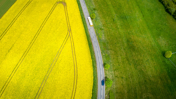 istock Canola fields and country road, agricultural area 1325912840