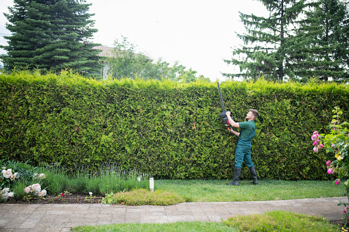 Full length professional gardener is trimming hedge with power saw.