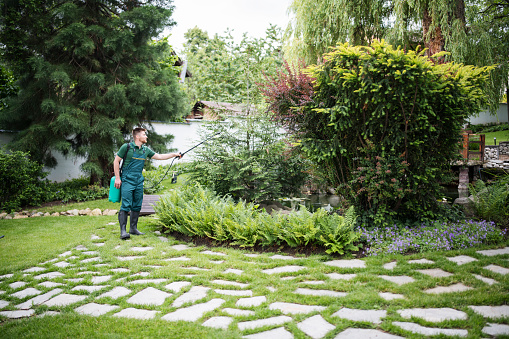 Full length gardener sprays plants with detergent in beautiful landscaped garden.