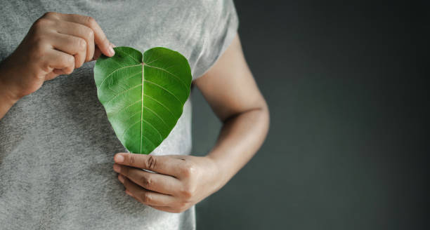 Green Energy, Renewable and Sustainable Resources. Environmental and Ecology Care Concept Green Energy, Renewable and Sustainable Resources. Environmental and Ecology Care Concept. Close up of Hand Holding a Heart Shape Green Leaf on Chest nature concept stock pictures, royalty-free photos & images