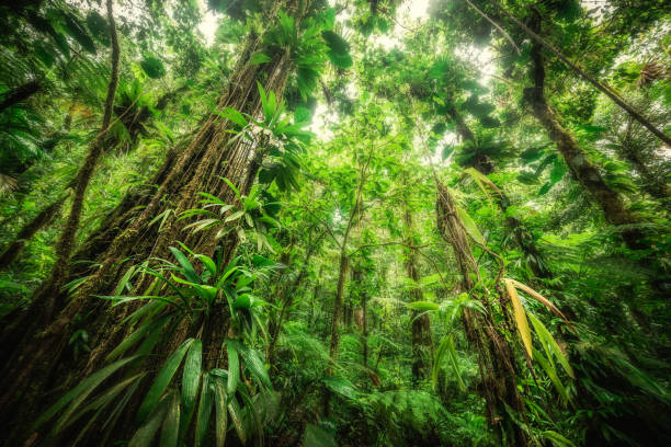 Tall trees and thick vegetation in Basse Terre jungle. Guadeloupe, CaribbeanRoots and tropical vegetation in Basse Terre jungle, Guadeloupe island. French west indies, Lesser Antilles