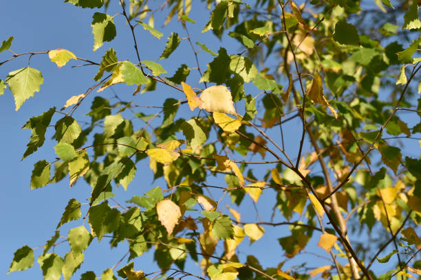 istock Birch branch with yellow leaves under a blue sky. 1325919551