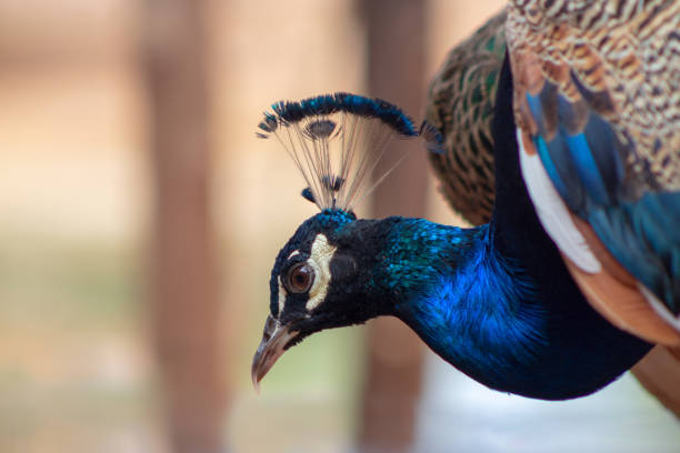 wildes afrikanisches leben. nahaufnahme des niedlichen pfau (hell vogel) auf einem unscharfen hintergrund - close up peacock animal head bird stock-fotos und bilder