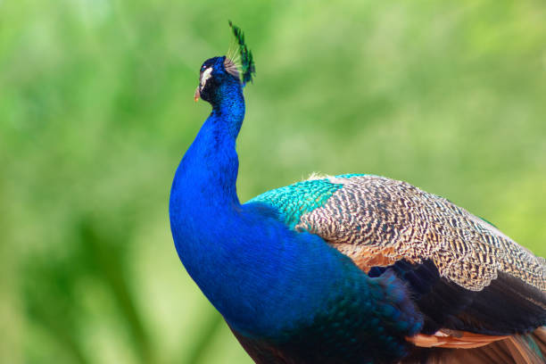 wildes afrikanisches leben. nahaufnahme des niedlichen pfau (hell vogel) auf einem unscharfen hintergrund - close up peacock animal head bird stock-fotos und bilder