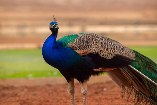 wildes afrikanisches leben. nahaufnahme des niedlichen pfau (hell vogel) auf einem unscharfen hintergrund - close up peacock animal head bird stock-fotos und bilder