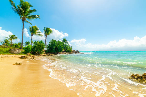istock Palm trees in beautiful Bas du Fort shore in Guadeloupe 1325920051