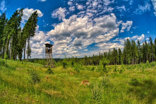 hiking in Neuhaus am Rennweg hiking in Neuhaus am Rennweg deer hide stock pictures, royalty-free photos & images