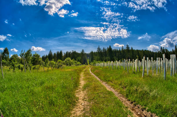 hiking in Neuhaus am Rennweg