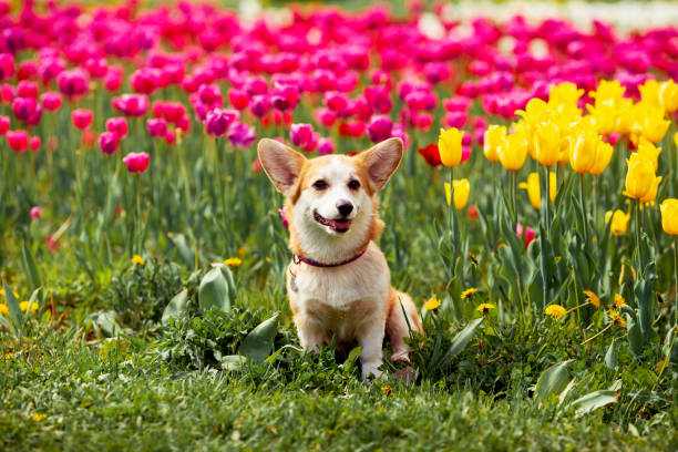 istock Cute corgi dog sitting on the grass. Tulips background. Summertime. Space for a text. 1325921559