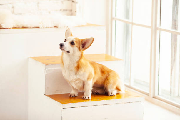Beautiful corgi dog sitting near the window. White background. Space for a text. stock photo