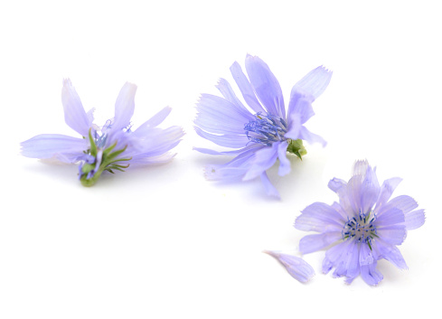 Three blue chicory flowers on white
