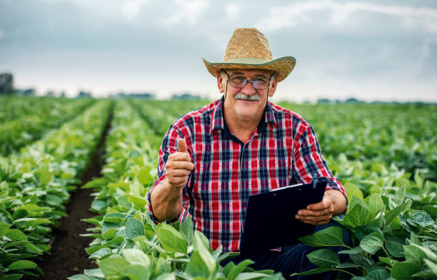 istock Farmer in a soybean field. Agricultural concept 1325922671