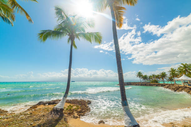 istock Palm trees in beautiful Bas du Fort beach in Guadeloupe 1325923535
