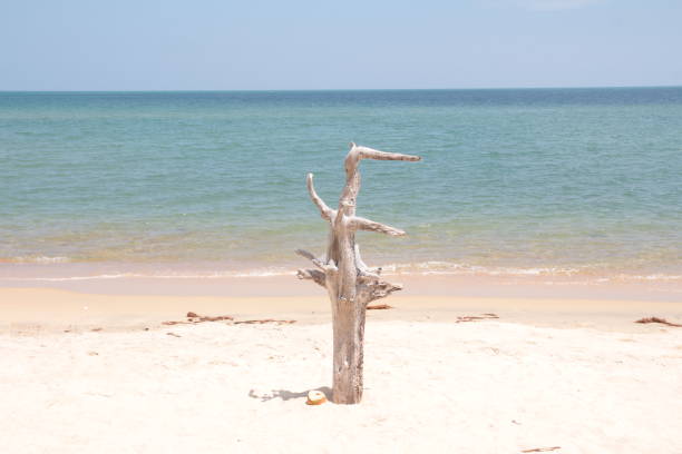 istock dry tree alone on the beach sea view background landscape 1325923566