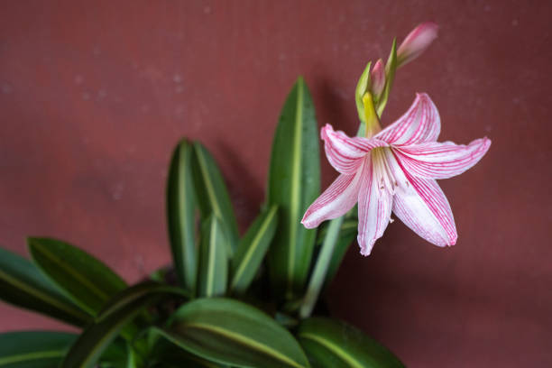 Flowers blooming in front of red background wall