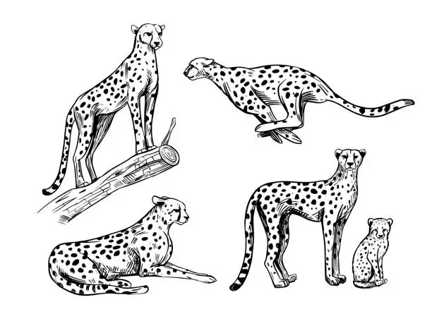 Vector illustration of Set of cheetahs isolated on white background, vector sketch illustration