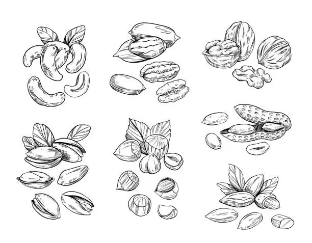 Vector illustration of Hand drawn sketch style nuts. Pistachio, almond, walnut, pecan, cashew, hazelnut, macadamia and brazilian nut. Vector doodle illustrations. Black outline isolated