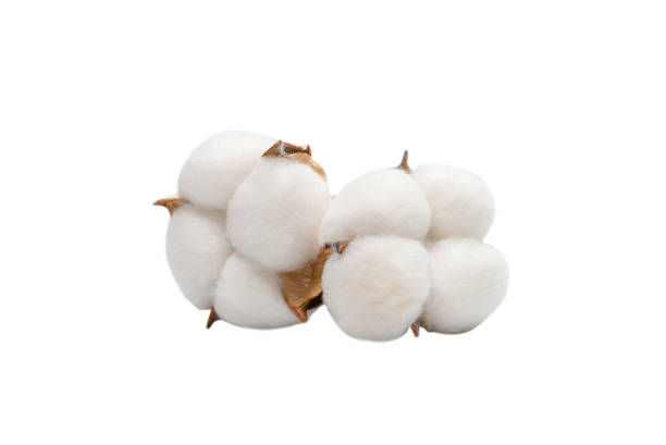 istock Cotton flower branch isolated on white background. 1325928970