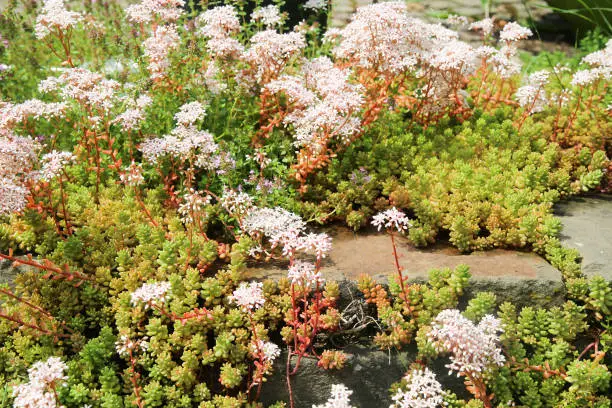 Closeup of blooming ground cover plant white stonecrop (sedum album) on stone rocks in german garden - Germany