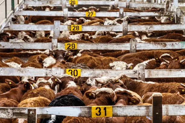 Lots of cattle heaped up in a corral in the Mercado de Liniers, Argentina