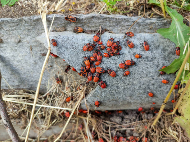 istock Many soldier bugs in the garden 1325930218
