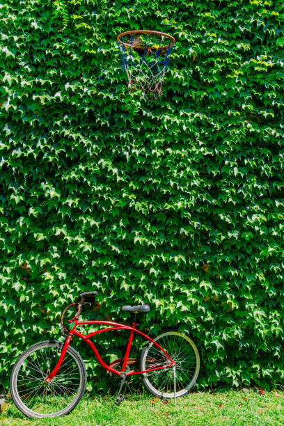 緑のツタ、自転車の傾きとバスケットボールのフープと壁 - bicycle wall green single object ストックフォトと画像