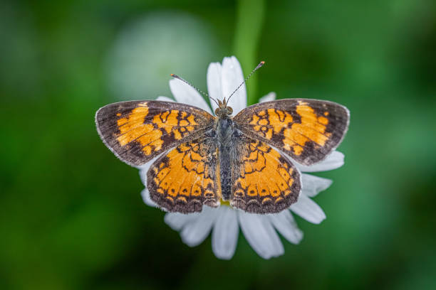 istock Northern crescent butterfly, (Phyciodes cocyta), northern crescent butterfly. 1325931502