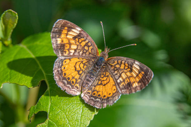 istock Northern crescent butterfly, (Phyciodes cocyta), northern crescent butterfly. 1325931515