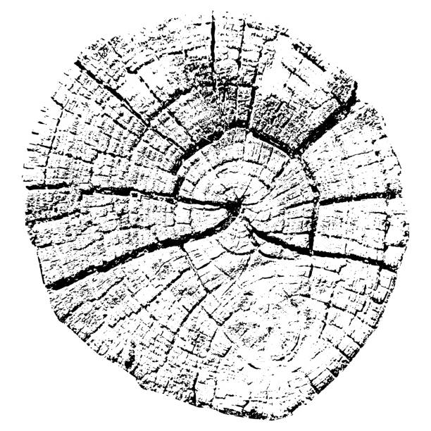 кольца роста деревьев. натуральная срезаная древесина. векторная иллюстрация. - wood lumber industry tree ring wood grain stock illustrations