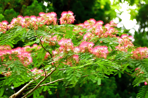 Albizia julibrissin, commonly called mimosa or silk tree, is a fast-growing, small to medium sized (5-15 meters high), deciduous tree, native to Asia (Iran to Japan). Fluffy, pink, powder puff flower heads cover the tree with a long summer bloom.\nthat typically grows in a vase shape to 20-40’ tall with a spreading, often umbrella-like crown.
