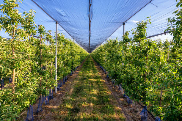 istock Growing fruit under a net for protection from hail and birds 1325934333