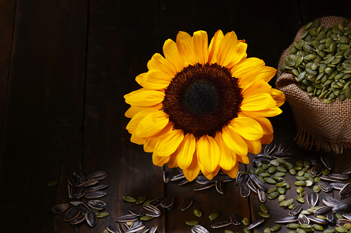 Freshly picked Sunflower and Seeds on various background materials and textures, with copy space available. High resolution 45Mp using Canon EOS R5 and associate lenses
