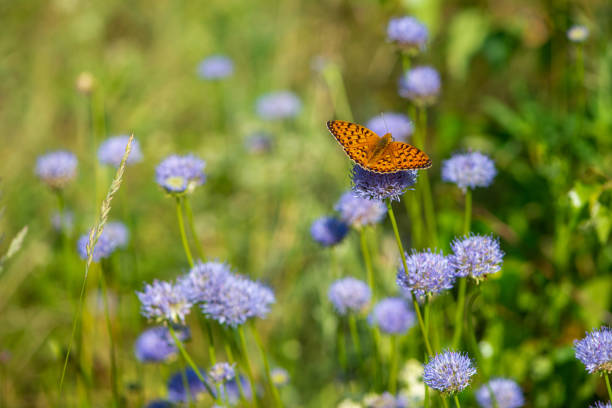 istock Summer meadow with flowers and orange butterfly. 1325935556