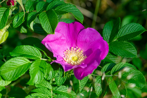 Pink Rosa rugosa flower also known as Japanese rose, beach rose blooming in summer.