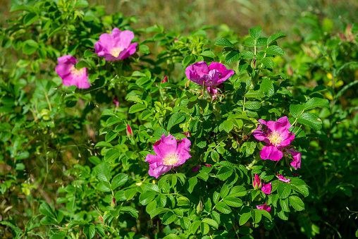 Blooming rugosa rose shrub. Also known as Japanese rose, beach rose.